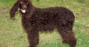 Image result for irský vodní španěl