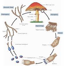 The Life Cycle Of A Typical Basidiomycete Mushroom Thực Vật