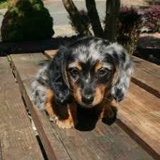 Mini Dapple Dachshund For Sale Akc Mini Longhair Dapple Dachshund For Sale In Seattle Washington Dachshund Breed Dapple Dachshund Daschund Puppies