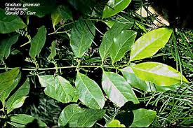 Image result for Gnetum