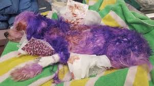 Stock up and keep them handy when running a grooming service or pet supplies store. Dog Hair Dye Facts Dangers What To Know Before Starting