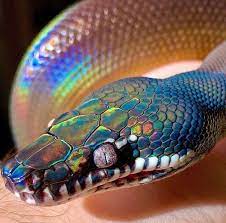 Pin On Snakes