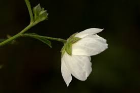 Image result for Kosteletzkya buettneri