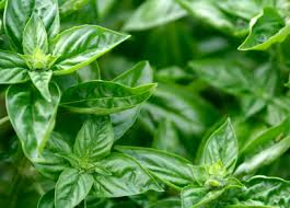 Therefore any form of excessive or improper fertilization could cause leaves to turn brown. Common Problems When Growing Basil Grow This