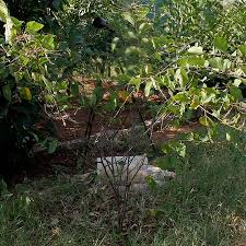 Image result for Polhillides