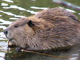 We did not find results for: Living With Beavers Alaska Department Of Fish And Game