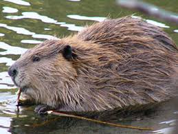 How to kill mosquito larvae in a pond naturally. Living With Beavers Alaska Department Of Fish And Game
