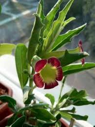 Image result for Pterodiscus aurantiacus