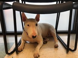 To be true to this mission, the hospital team relies on several individuals, each equally important in helping us deliver the best patient and client experience for both you and your pet. Vca All About Pets Animal Hospital