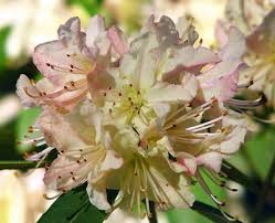 Mary Fleming Rhododendron Shrub Rhododendron Shrub Image Shrubs
