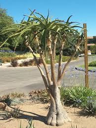 Image result for Aloidendron