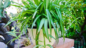 The plant doesn't enter a dormant. Spider Plant Repotting Revitalizing An Unhappy Plant Joy Us Garden Youtube