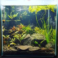 Nano Cube Tank Size 30 X 30 X 30 Aquario Plantado Aquarios Peixes