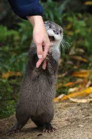 Pin By Janet Bodenschatz On God Friends Cute Animals Animals Pets