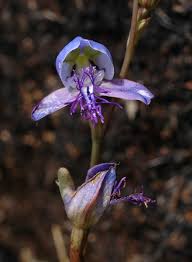 Image result for Disa baurii