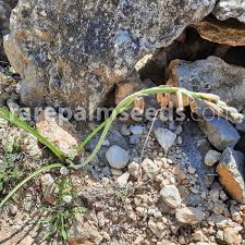 Image result for Dipcadi brevifolium