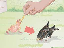Bathing your bird is a fun, natural activity that keeps their skin and feathers healthy!side note: How To Feed Wild Baby Birds With Pictures Wikihow