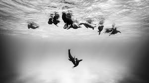 Underwater Monochrome Wallpapers Hd Desktop And Underwater Black And White 1920x1080 Wallpaper Teahub Io Free live wallpaper for your desktop pc & android phone! underwater monochrome wallpapers hd