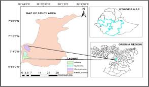 Image result for Eragrostis botryodes