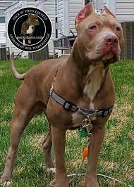 Check spelling or type a new query. Pack S Cujo Champagne Pitbull Pack Of Pitts Kennels Buffalo New York And Niagara Falls Ontario Canada Packofpitts C Pitbulls Cute Pitbulls Pitbull Puppies