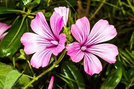 Perhaps you're looking for a particular flower and all you know is that the. 70 Flowers That Start With H Home Stratosphere