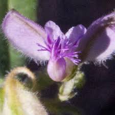 Image result for Polygala kalaboensis