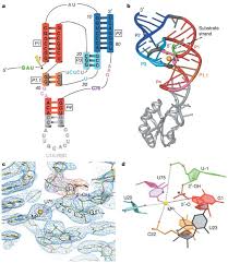 Hepatitis delta virus or hepatitis d virus (hdv) was discovered in patients with a more severe form of human hepatitis b virus (hbv) infection. A Conformational Switch Controls Hepatitis Delta Virus Ribozyme Catalysis Nature