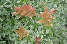 Image result for Pieris japonský little heath obrázek