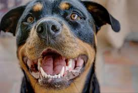 However, we can get a basic idea of what to expect, at the very least. 8 Things To Know Before Getting A Rottweiler Pitbull Mix Pawleaks