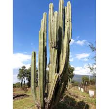Image result for Lophocereus marginatus
