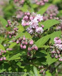 Image result for Deutzia hybrida Pink Pompon