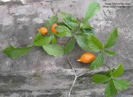 Image result for Tabernanthe