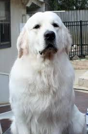 We are taking deposits for pups ready we give puppy pick in the order of the deposit. Our Handsome Stud Here At White Sand Golden Retrievers Puppies Available Summer 2018 In The Unit Dogs Golden Retriever Golden Retriever White Golden Retriever