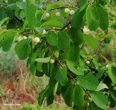 Image result for Flueggea virosa