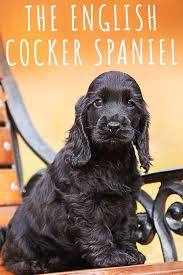The interest of duke led him to develop a line of his own, which was initially known as the norfolk spaniel, now known as the english springer spaniel. English Cocker Spaniel A Complete Guide To An Active Dog Breed