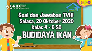 Komiditas dan budi daya pembesaran. Soal Budidaya Ikan Hias
