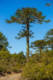 According to what i've read, san antonio is in zones 8b and 9a. Araucaria Araucana Wikipedia