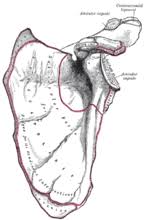 The name scapula as synonym of shoulder blade is of latin origin.17 it is commonly used in medical english171819 and is part of the current diagram of the human shoulder joint, back view. Scapula Wikipedia