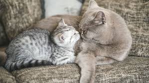 Two adults thrown together when one is not at all used to cohabiting with other cats is typically completely. Why Cats Reject New Kittens And How To Stop It