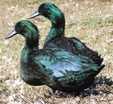 Image result for cayuga duck