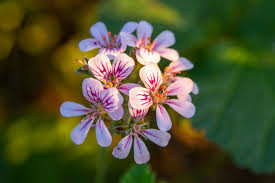 Image result for Pelargonium