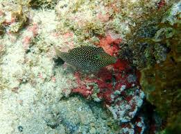 Image result for Zornia punctatissima