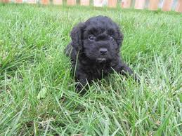 If you are looking for puppies for sale or a particular stud dog in your area you can also check our. Cockapoo Pets And Animals For Sale Indiana
