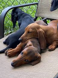 It's also free to list your available puppies and litters on our site. Home Regal Red Dachshunds