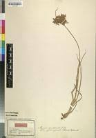 Image result for Cyperus denudatus