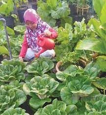 Membuat baja sendiri menggunakan ikan untuk kesuburan tanaman hias termasuk sayuran. Hasil Manjakan Tanaman