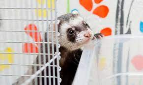 Boredom can lead to behavioral and health problems. Easy To Make Diy Ferret Toys And Accessories Shed Happens