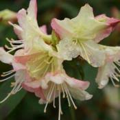 Medium green leaves emerge after flowering and turn a rich. Photo Of The Bloom Of Azalea Rhododendron Tri Lights Posted By Jathton Garden Org