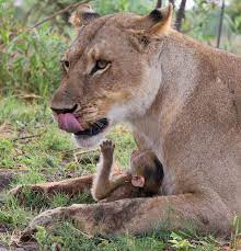 Amazing Moment A Baby Baboon Snuggles Up To A Lioness After The Big Cat Killed His Mum Nature News Express Co Uk