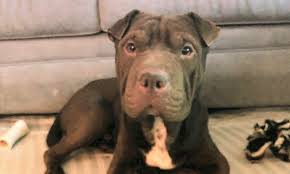 The alternative option here is to look for pitbull lab mix puppies for adoption. Looking To Adopt A Pet Here Are 3 Cuddly Canines To Adopt Now In Detroit